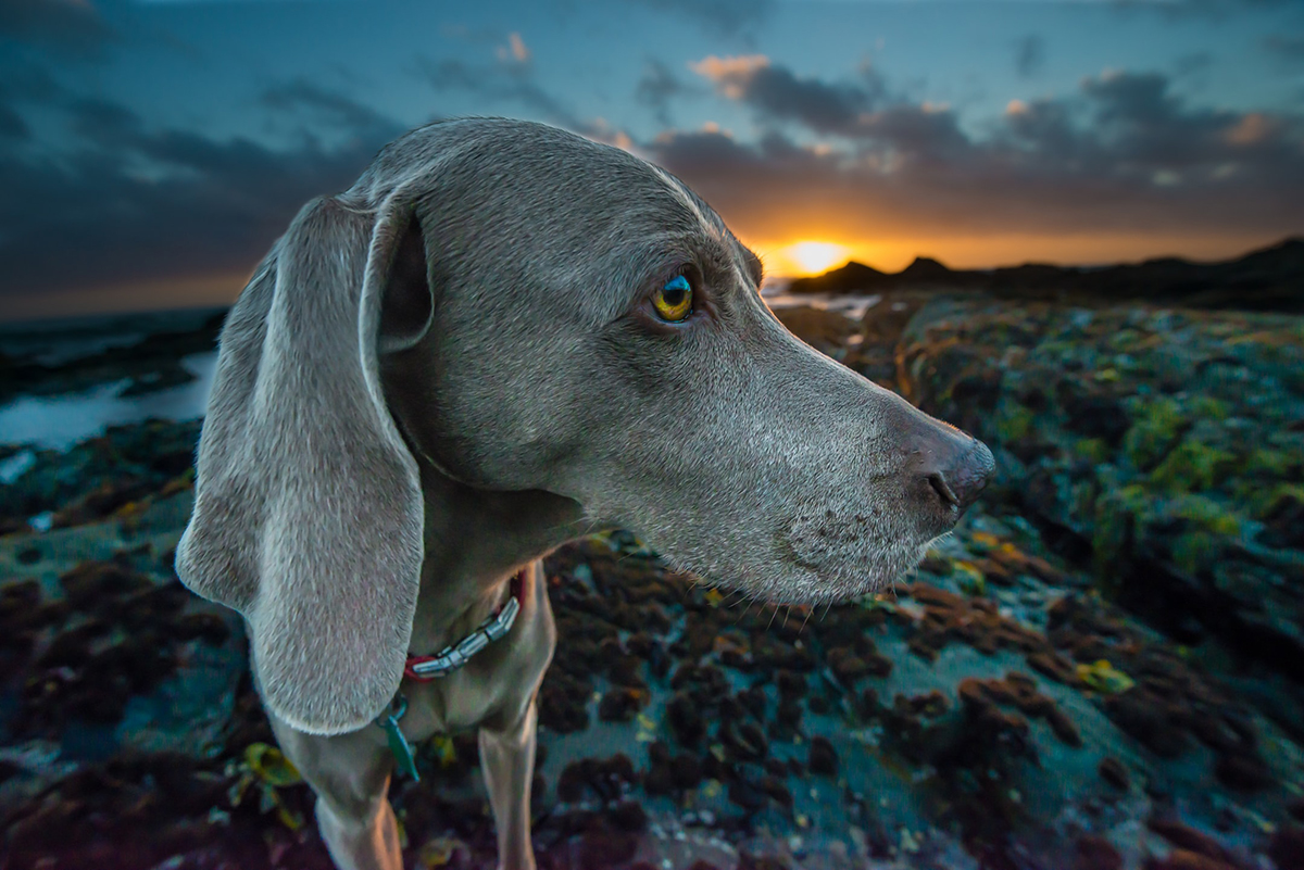 Che Razza è Il Cane Della Pubblicità Di Sky